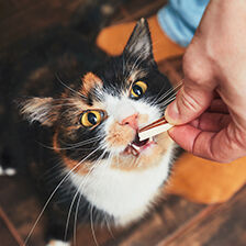 person applying Flea & Tick treatment to their dog